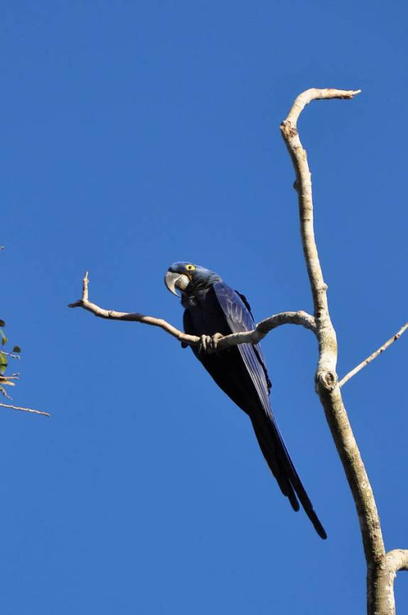 Uma linda arara azul em nosso hotel na rodovia Transpantaneira, entre Poconé e Porto Jofre, no Mato Grosso
